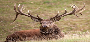 red_deer